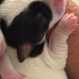 Woman To Blame - Tri-color female Jack Russell Terrier puppy in Englewood, Florida from Manasota Key Jack Russells