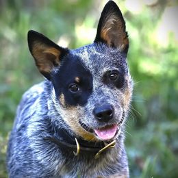 Chiquita - Australian Cattle Dog