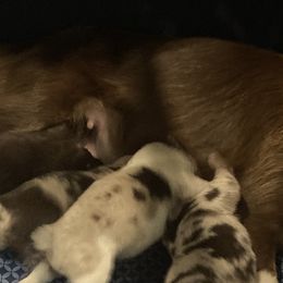 Australian Shepherds from Southern Blessed Farm