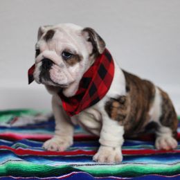 Bulldog Puppies from The Fatty Pack Bulldogs llc