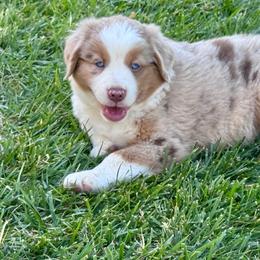 Flame - Red merle male Australian Shepherd puppy in California from Eagle River Aussies