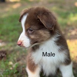 Boy 1 - Red tri-color male Australian Shepherd puppy in Bremen, Georgia from Ash-Land Aussies