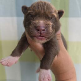 Boy 2 - Red and white male Siberian Husky puppy in Terre Haute, Indiana from April's Huskies