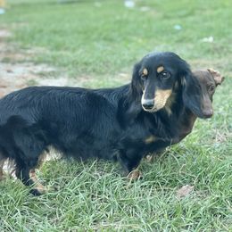 Barbra Jean - Dachshund