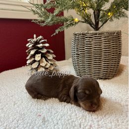 Boy 1 - Chocolate and cream male Dachshund puppy in Perris, California from Doxie_pupps