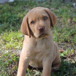 Labrador Retriever Puppies from Palm Beach Labradors