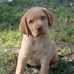 Labrador Retriever Puppies from Palm Beach Labradors