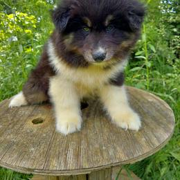 Preacher - Black male Siberian Husky puppy in West Liberty, Ohio from Skyfallsiberians