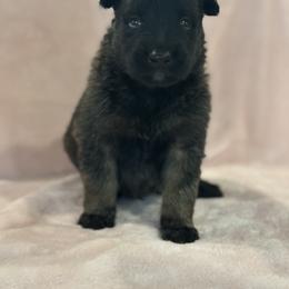 Dutch Shepherd Puppies from Lisa's Dutchies