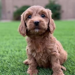 Hazel - Red  female Goldendoodle puppy in Phoenix, Arizona from Doodles of the Desert