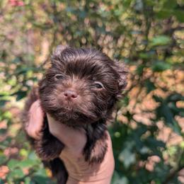 Hershey - Parti male Yorkshire Terrier puppy in Gaylesville, Alabama from Sweet Alabama Yorkies