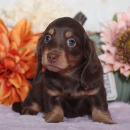 Dachshund Puppies from Walker's Minidachs