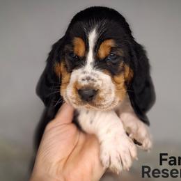 Fanny - Black brown and white female Basset Hound puppy in Mack's Creek, Missouri from Mack's Creek Basset Hounds