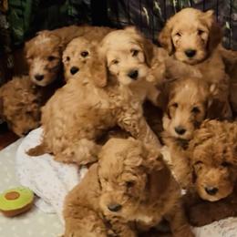 Goldendoodles from A&B Happybreeds