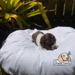 Asha (CKC) - Piebald female Dachshund puppy in Ocala, Florida from The Wiener Family