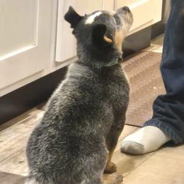 Girl 1 - Blue female Australian Cattle Dog puppy in St. Landry, Louisiana from BMK Heelers