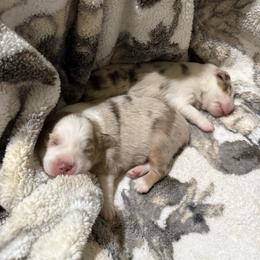 Fable - Red merle male Miniature Australian Shepherd puppy in Shingletown, California from Whiskeytown Aussies