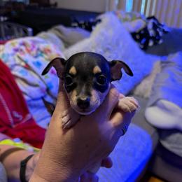 Riley Pup 4 - White black and tan female Toy Fox Terrier puppy in Clermont, Florida from Debbie Hiles's Toy Fox Terriers
