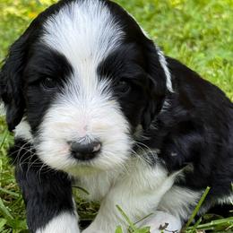 Duke - Black and white male Aussiedoodle puppy in Churchville, New York from Bluebird Family Farm