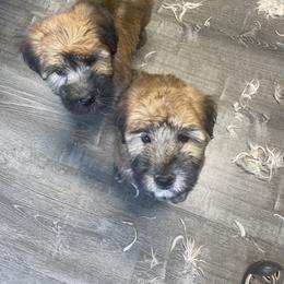 Australian Shepherd and Soft Coated Wheaten Terrier Puppies from BellSharps Australian Shepherds