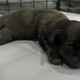 Brutus - Chocolate male Shih Tzu puppy in Fair Grove, Missouri from Hilltop Shih Tzus