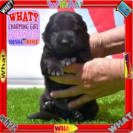WHAT - Black female German Shepherd puppy in Murrieta, California from Diamond Oaks German Shepherds