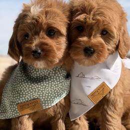 Levi - Red  male Goldendoodle puppy in Blanchard, Oklahoma from Dream Doodles by Dondi