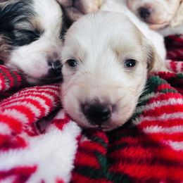 Boy 2 - Piebald male Dachshund puppy in Delphos, Ohio from Elo’s Doxies and Doxiepoos