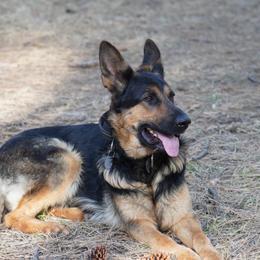 Maple - Black and tan female German Shepherd puppy in Colorado Springs, Colorado from Forest Home Shepherds