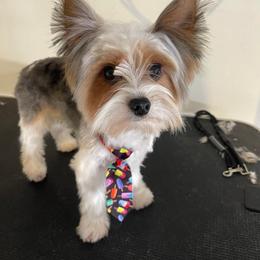 Sir - Parti male Yorkshire Terrier puppy in Lamar, Missouri from RJ’S Classy Yorkies