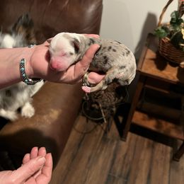 Boy 3 - Blue merle male Miniature American Shepherd puppy in Central Islip, New York from Fifth Avenue Australian Shepherds