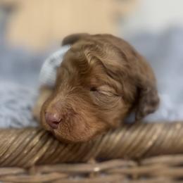 Ray- Red Collar - Red male Bernedoodle puppy in Oak Hills, California from High Desert Doodles