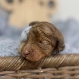 Ray- Red Collar - Red male Bernedoodle puppy in Oak Hills, California from High Desert Doodles
