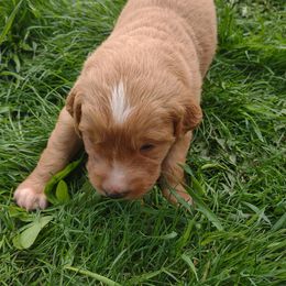 Girl 1 - Golden Golden Retriever puppy in Grand Meadow, Minnesota from Root River Retrievers