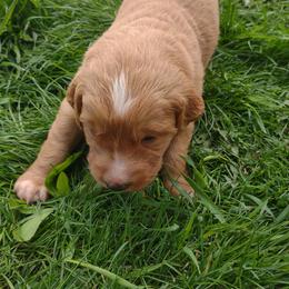 Girl 1 - Golden Golden Retriever puppy in Grand Meadow, Minnesota from Root River Retrievers