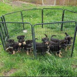 German Shepherd Puppies from Kaiser + Leyna