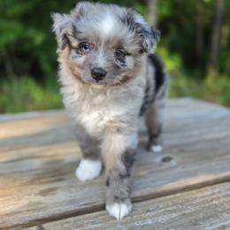 Pepe - Blue merle male Miniature Australian Shepherd puppy in Bethel Springs, Tennessee from Debbie's Miniature Australian Shepherds