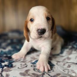Snow white - Red and white female Basset Hound puppy in Valley, Washington from Enchanted Valley Paws