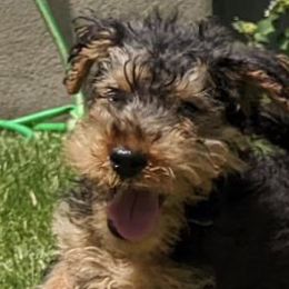 Girl 3 - Welsh Terrier puppy in Spotsylvania, Virginia from Cathy Francis
