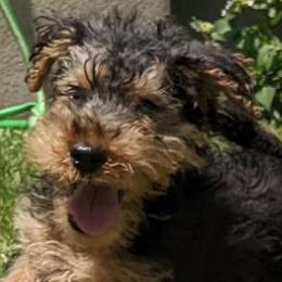 Girl 3 - Welsh Terrier puppy in Spotsylvania, Virginia from Cathy Francis