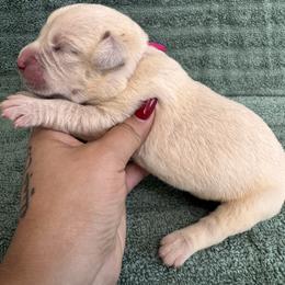 Straw F2- Pink Collar - Fawn female Cane Corso puppy in Compton, California from Urban League Cane Corso