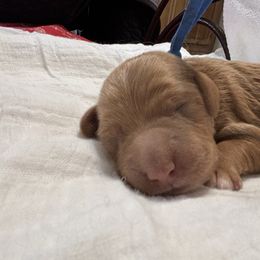 Shaun White - Red  male Goldendoodle puppy in Chino Valley, Arizona from Bass Creek Doodles