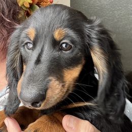 Boy 2 - Dachshund puppy from Sarou's Miniature Dachshunds