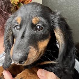 Boy 2 - Dachshund puppy from Sarou's Miniature Dachshunds
