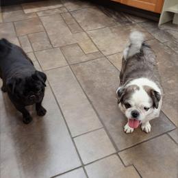 Paisley - Pug