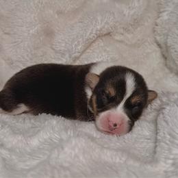 Casper - Black and tan male Pembroke Welsh Corgi puppy in Northwood, Iowa from Sorrel Sands Corgis