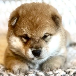 Legend - Red male Shiba Inu puppy in Trenton, Nebraska from Prairie Shibas