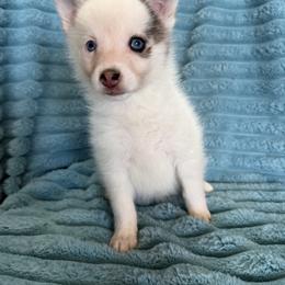 Gizmo - White male Pomsky puppy in Aberdeen, Idaho from Willow Creek Cresteds