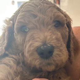 Cassandra - Red  female Poodle puppy in Clearwater, Florida from Poodle Majesty
