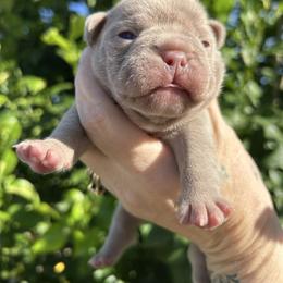 French Bulldog puppies from Bowman Pups